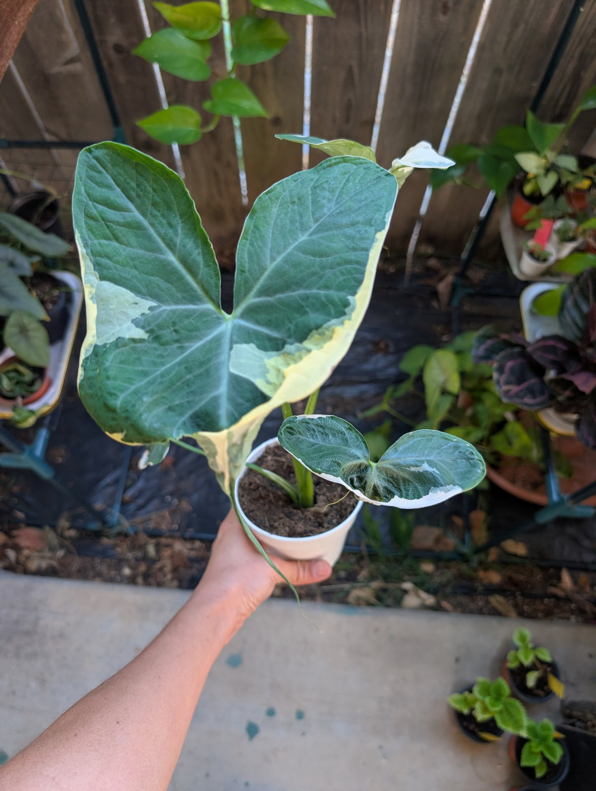 Alocasia Mickey Mouse