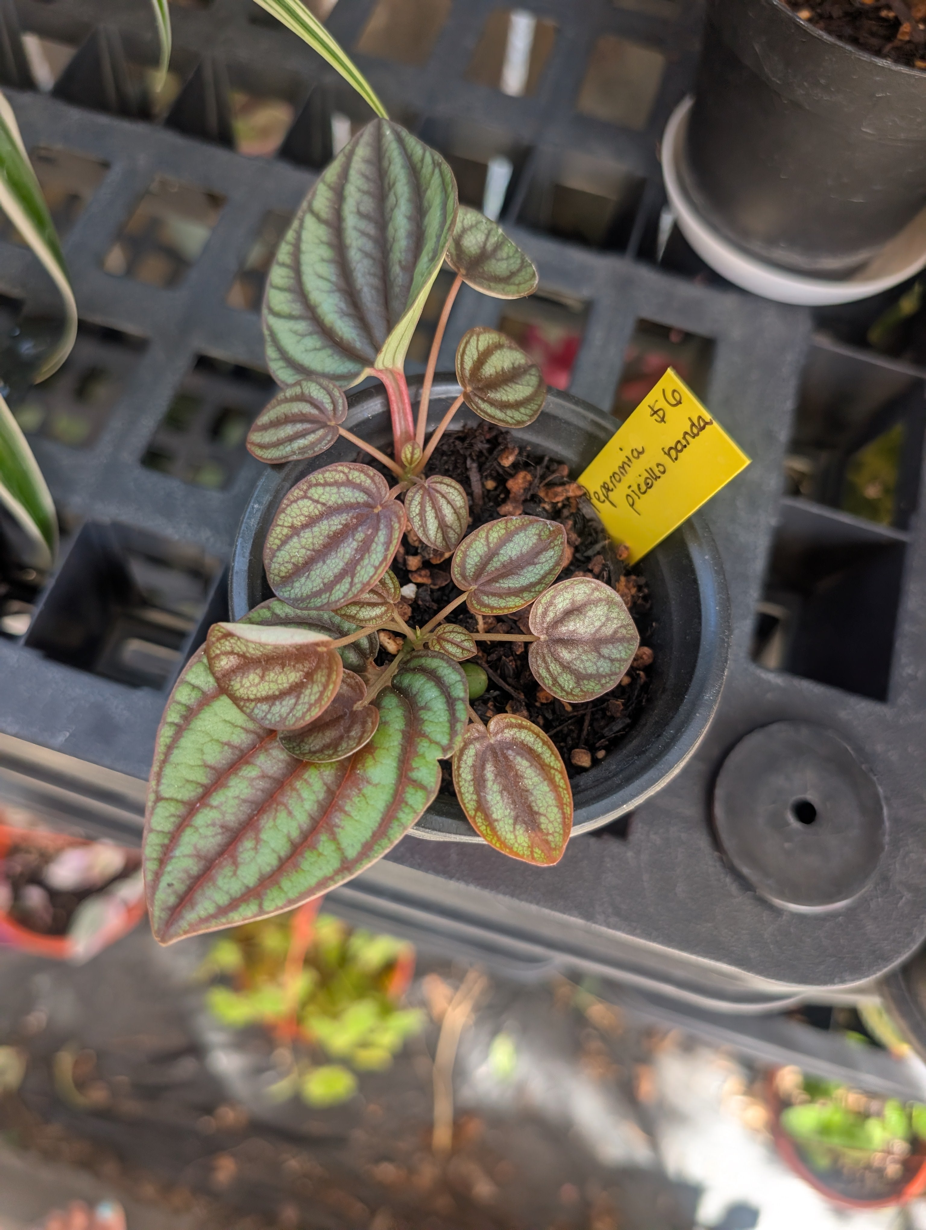 Peperomia piccolo banda