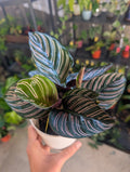 Calathea ornata