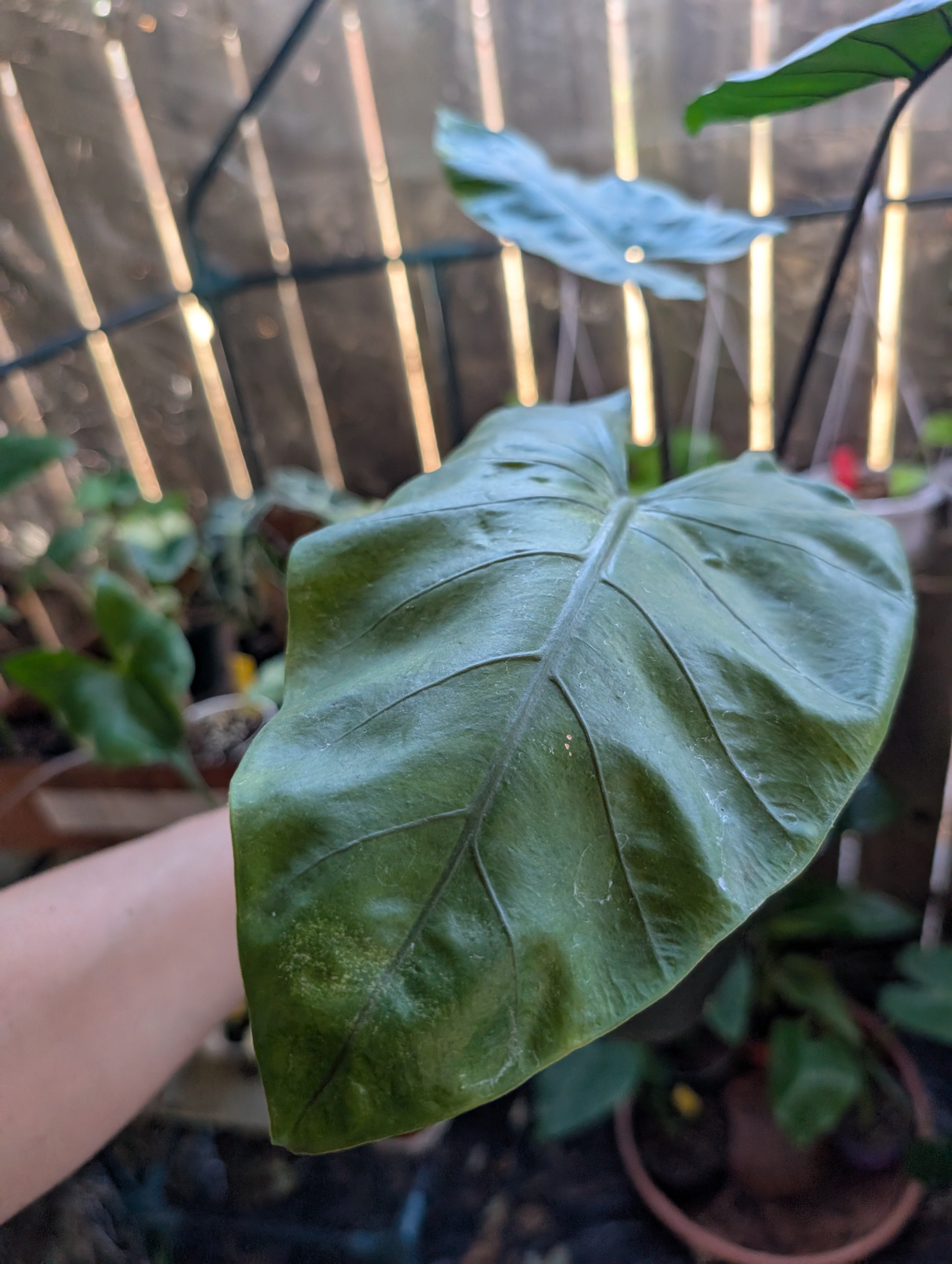 Alocasia 'dark star'