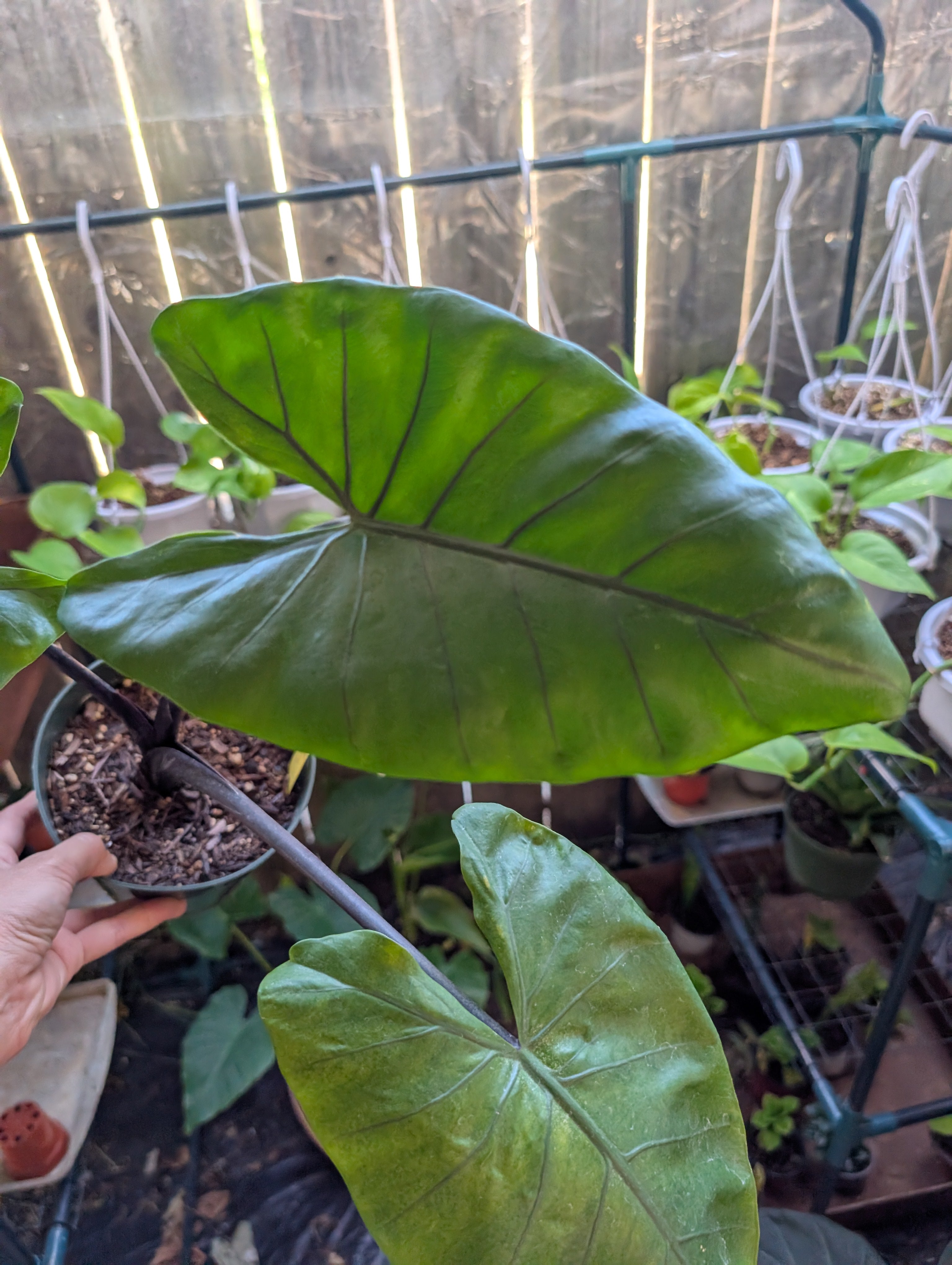 Alocasia 'dark star'
