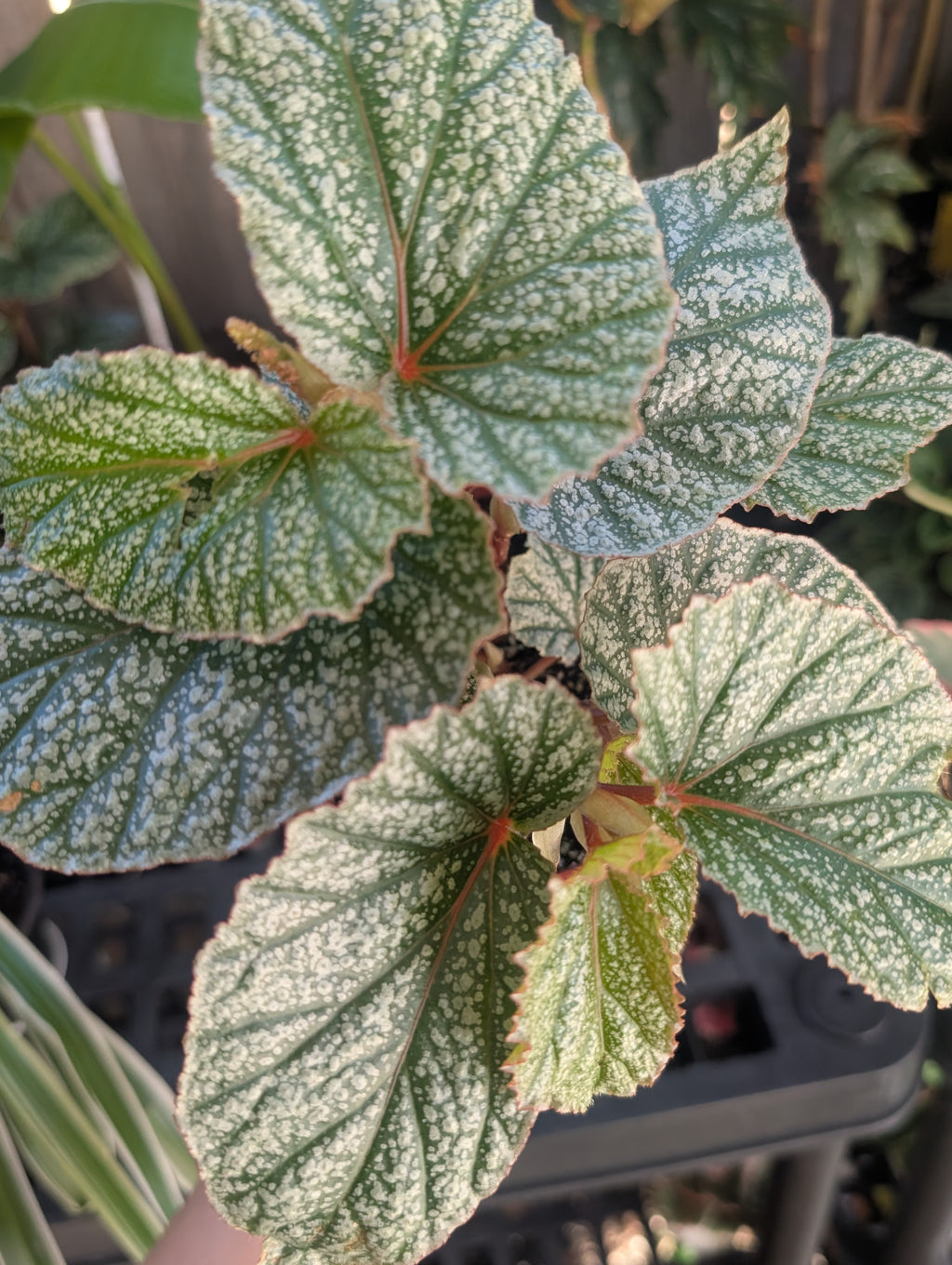Begonia 'Don Miller'