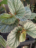 Begonia 'Don Miller'