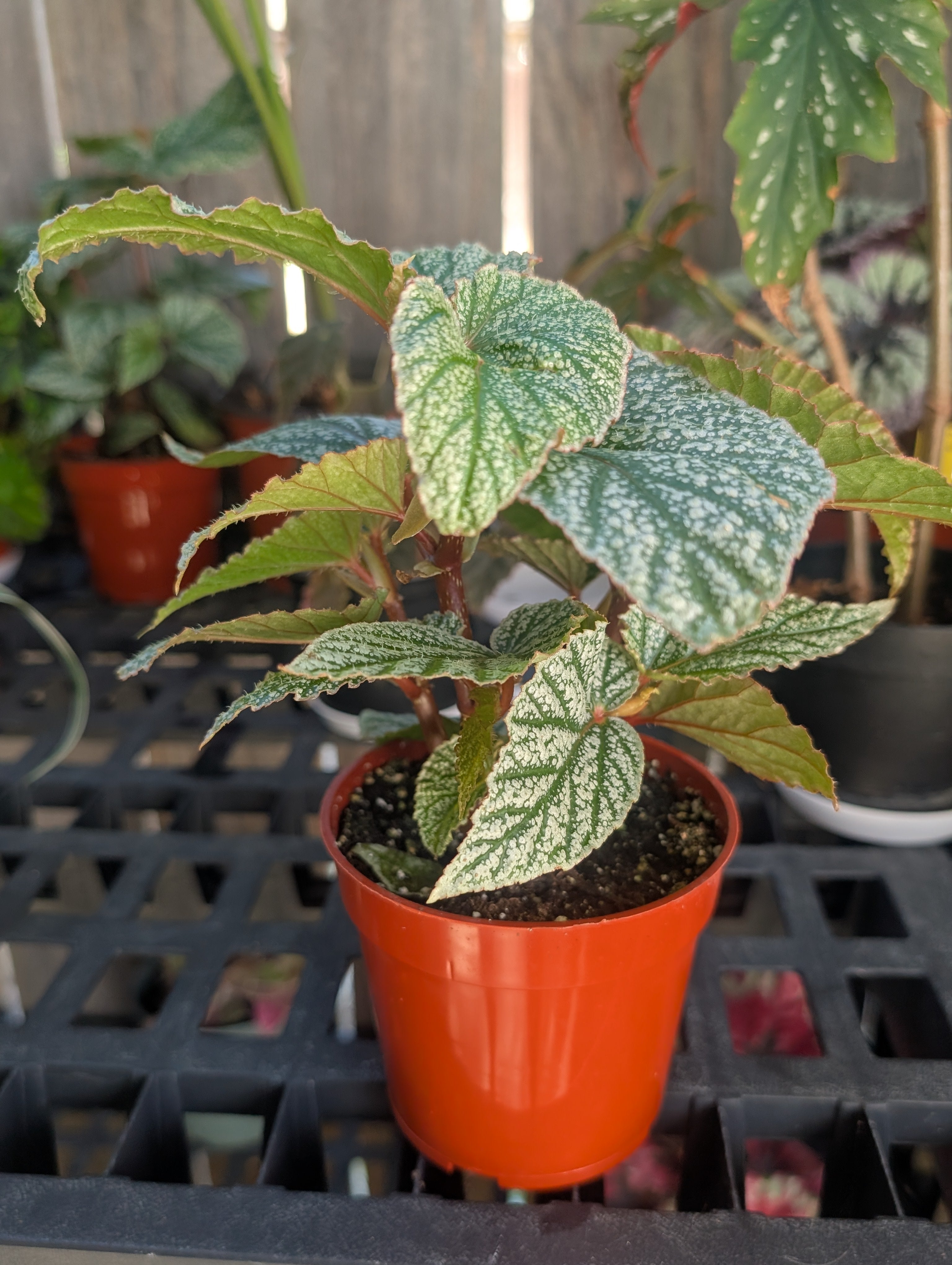 Begonia 'Don Miller'