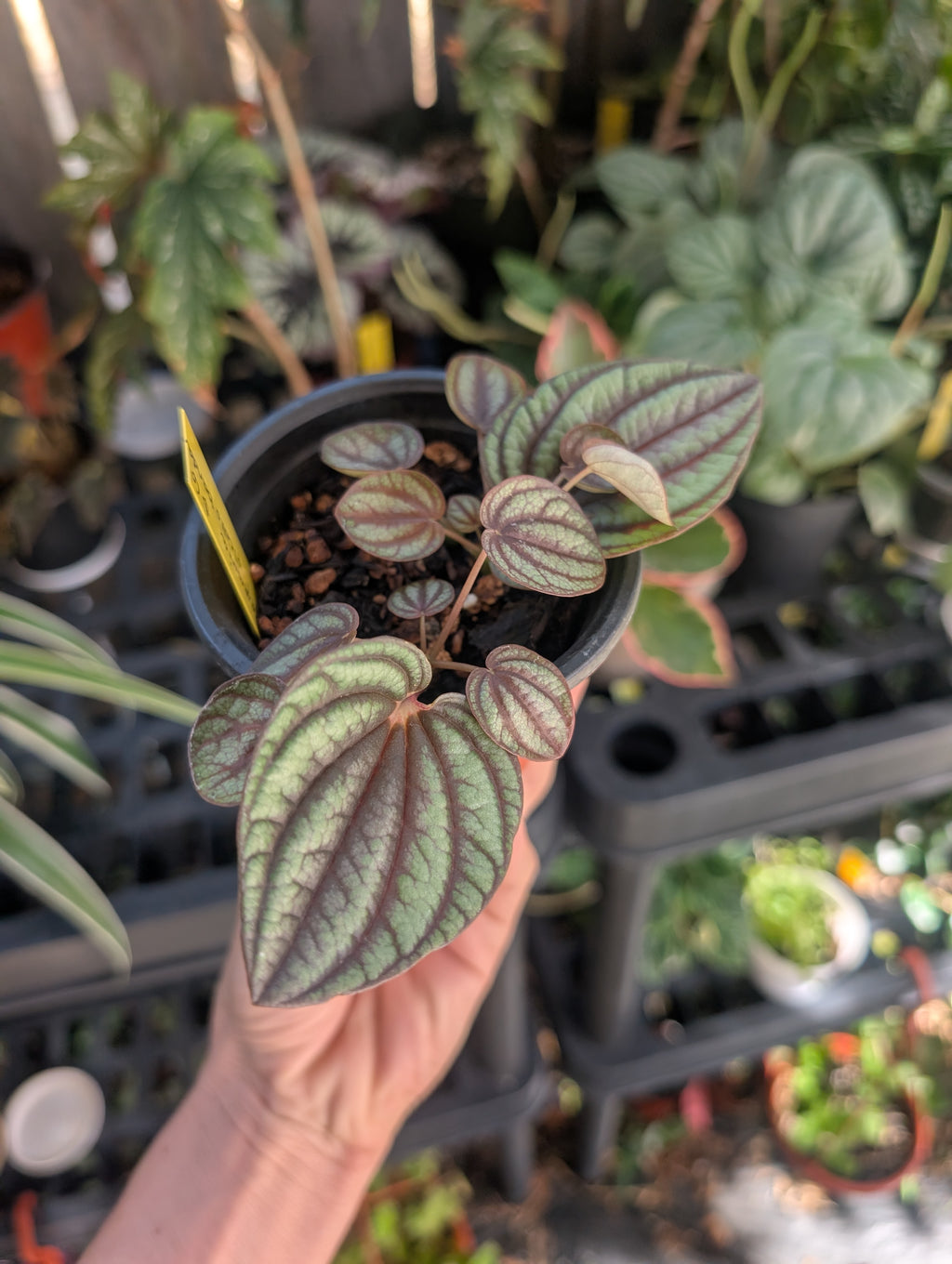 Peperomia piccolo banda