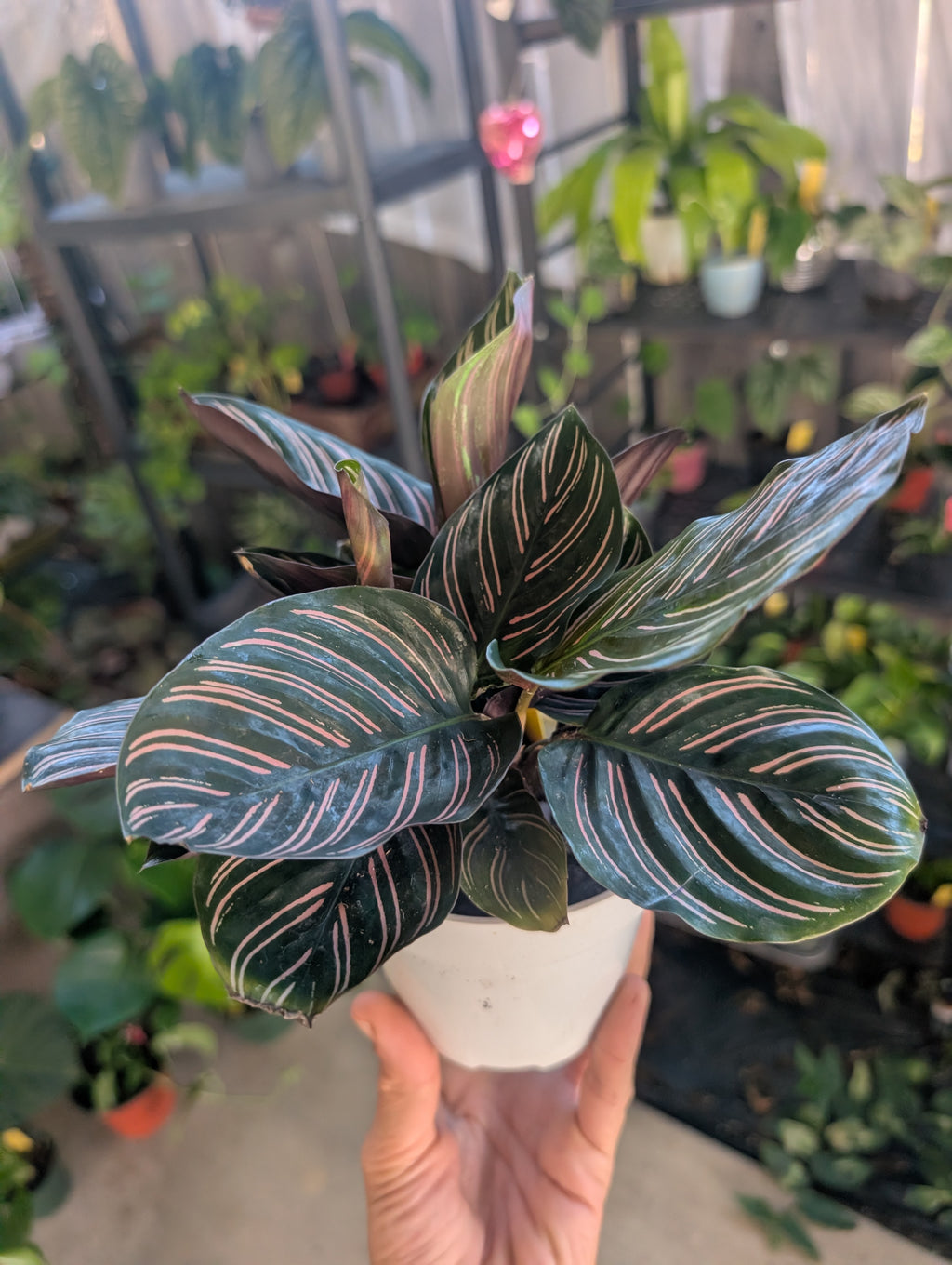 Calathea ornata