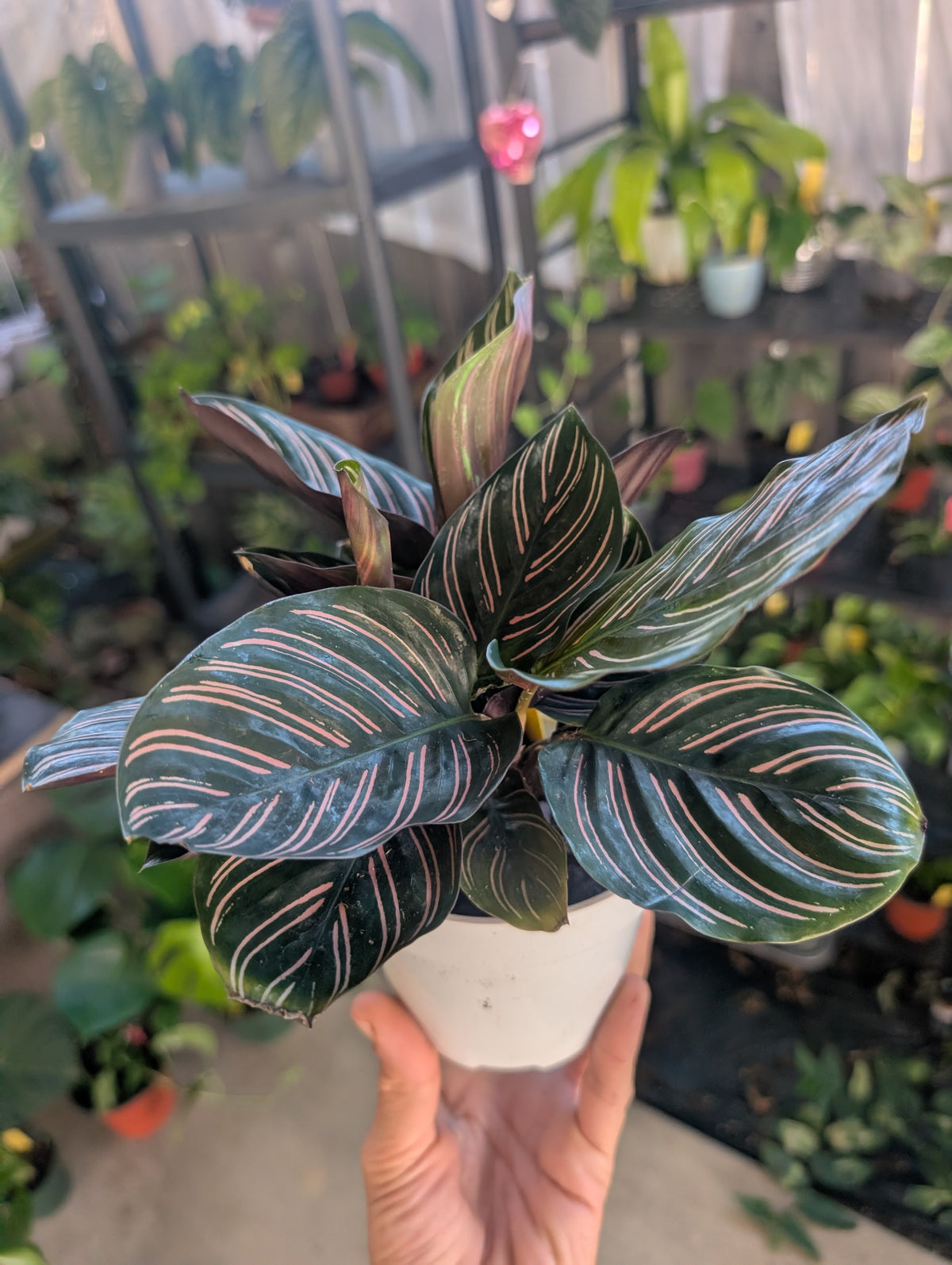 Calathea ornata