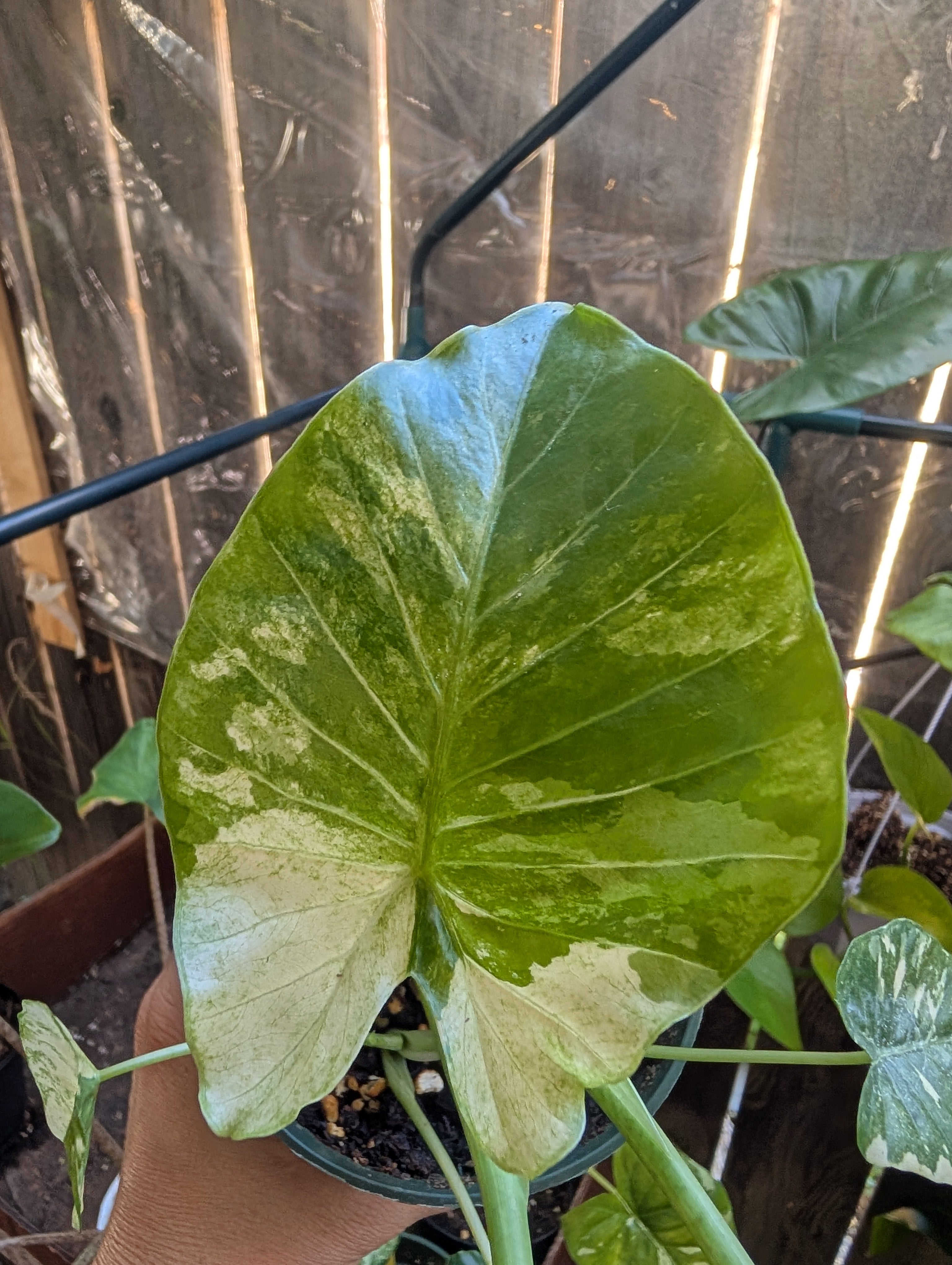 Alocasia odora batik