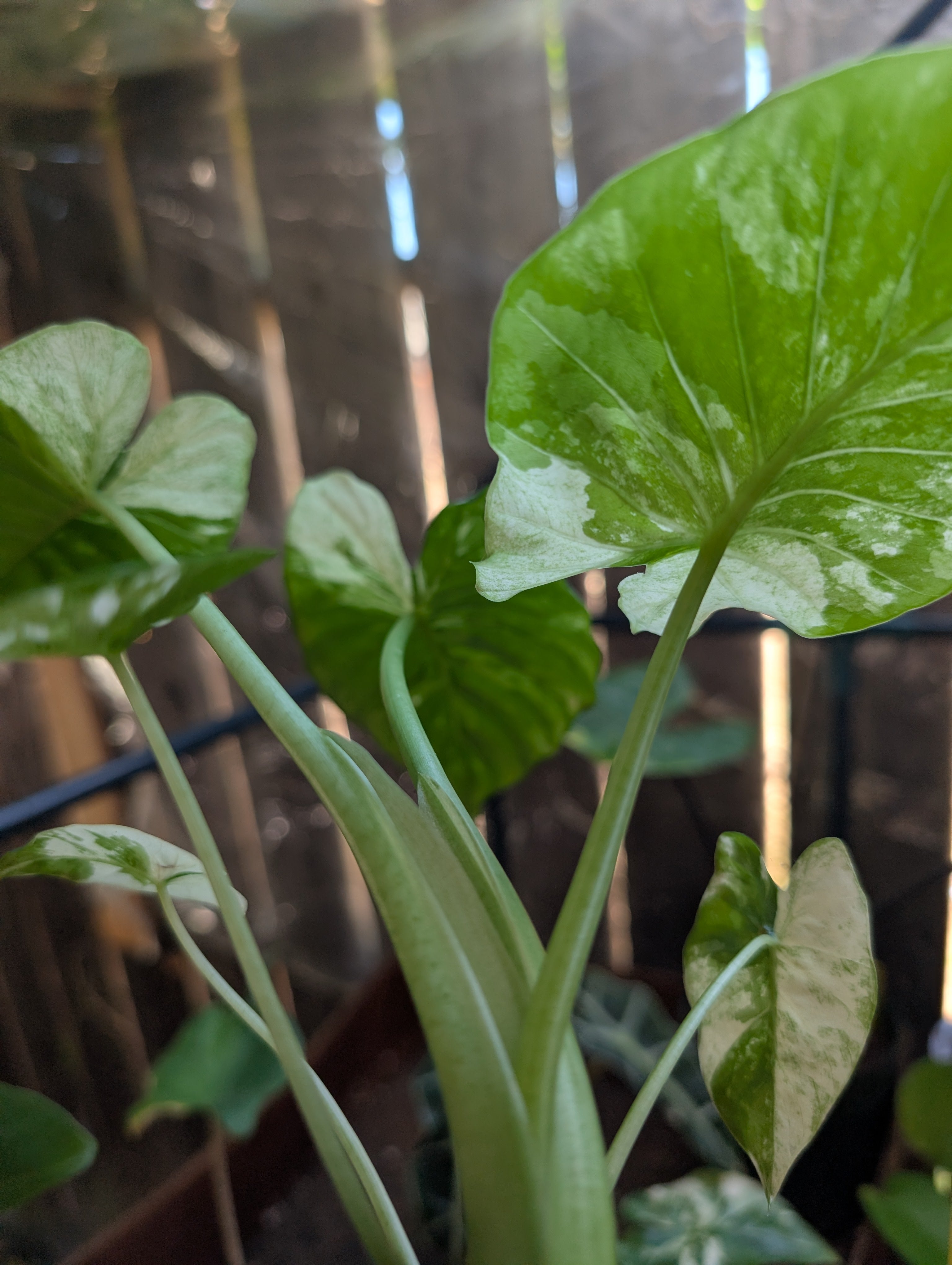 Alocasia odora batik