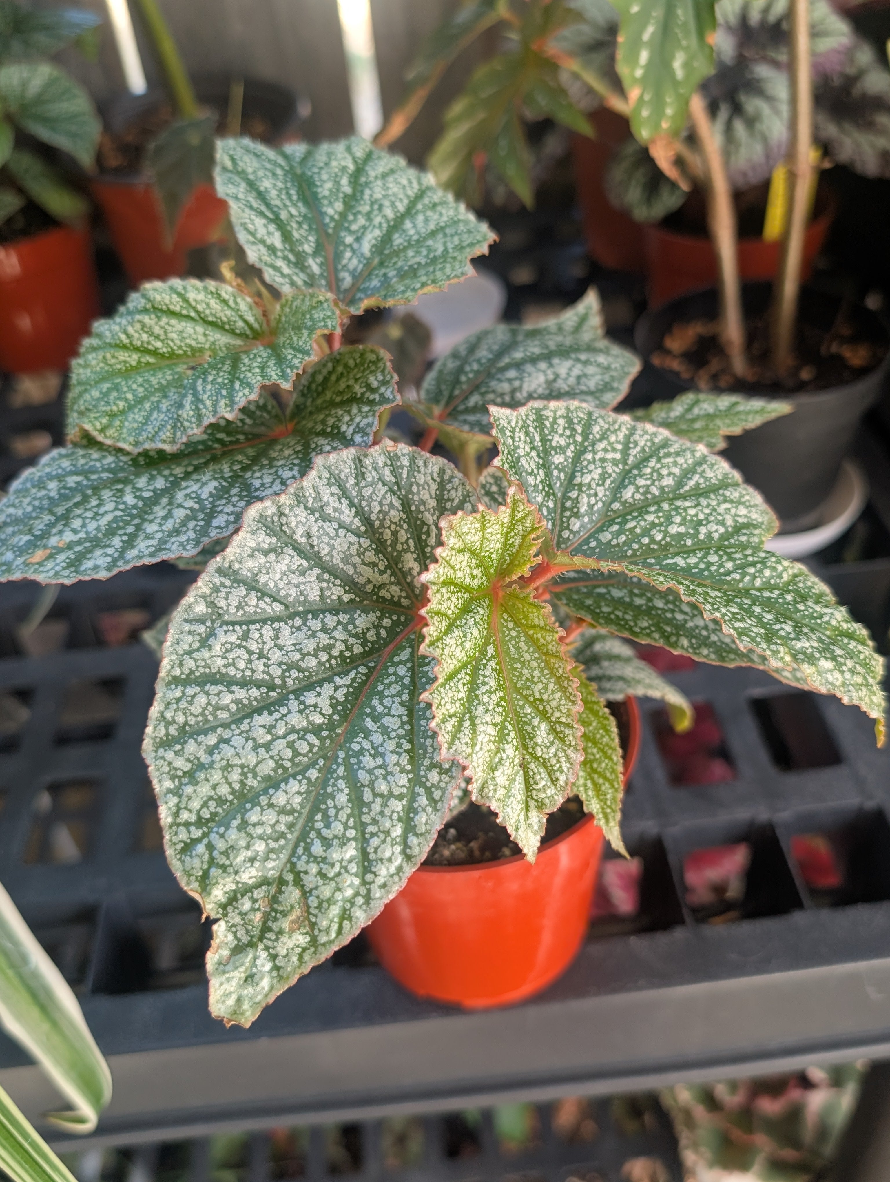 Begonia 'Don Miller'