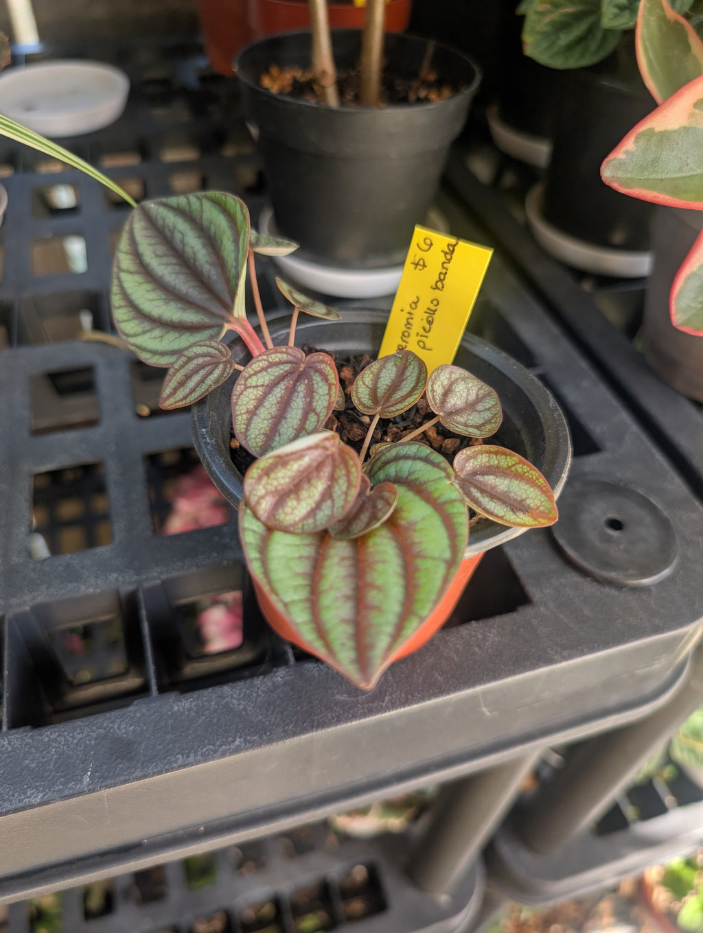Peperomia piccolo banda