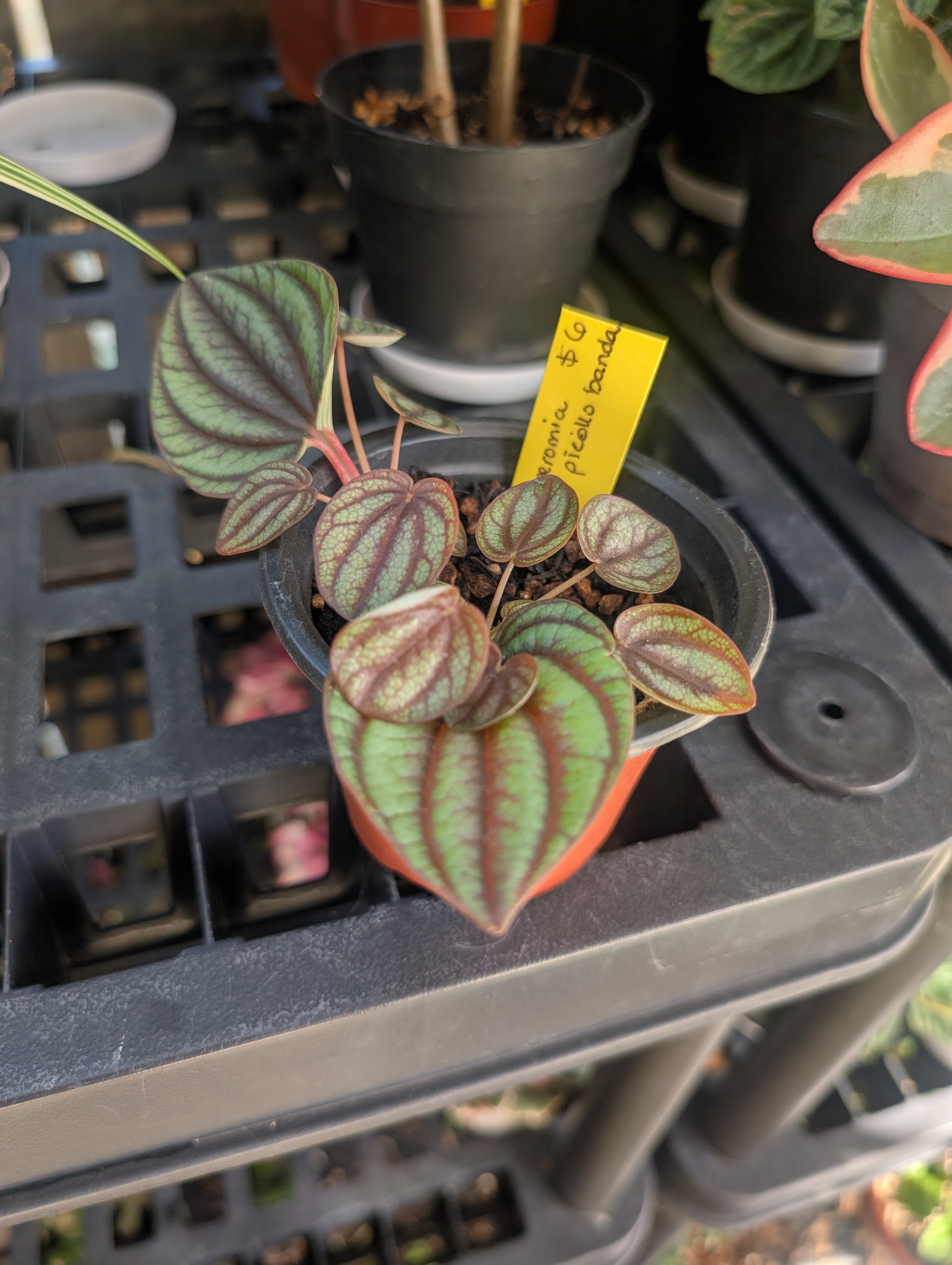 Peperomia piccolo banda