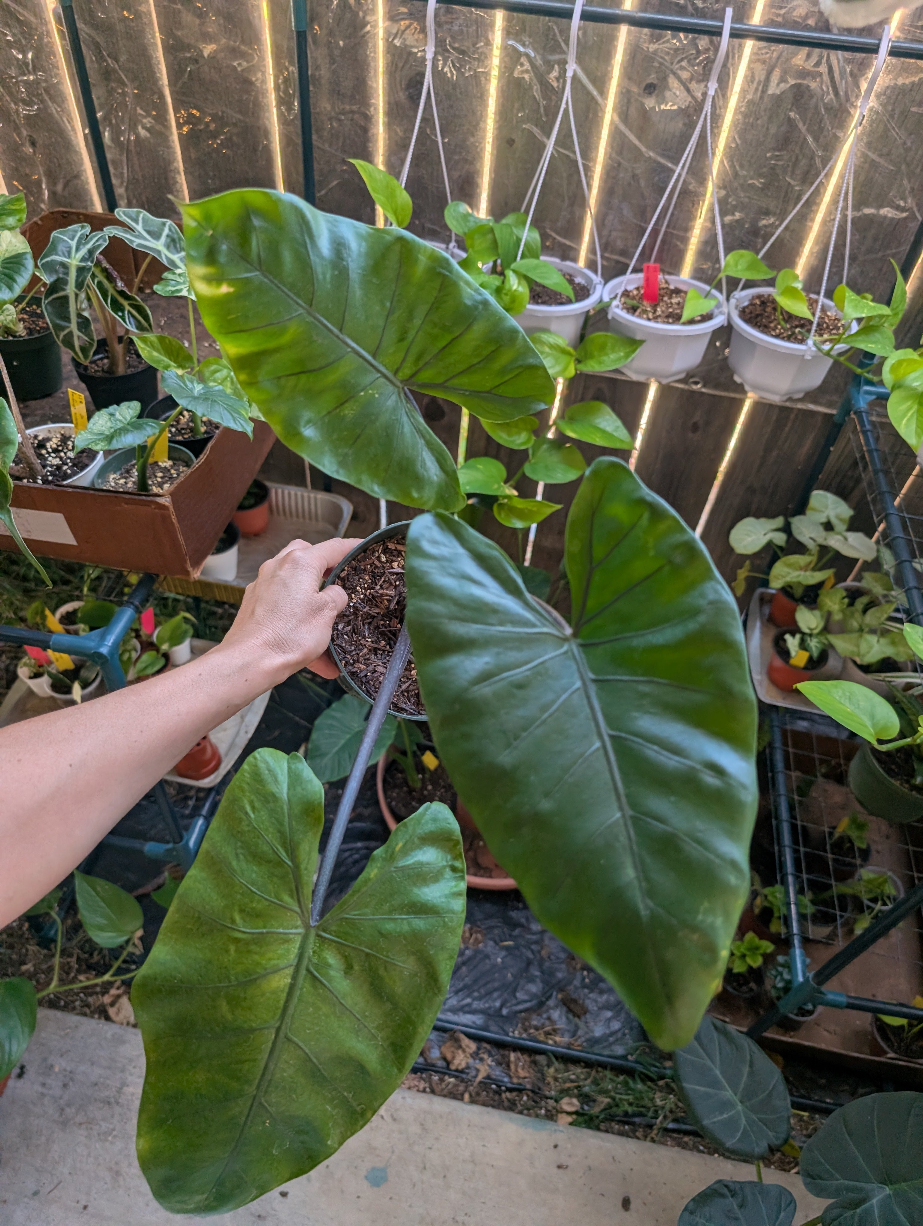 Alocasia 'dark star'