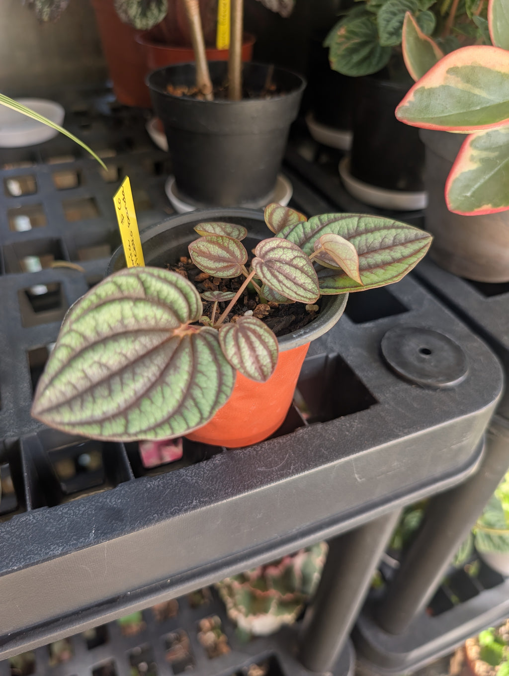 Peperomia piccolo banda