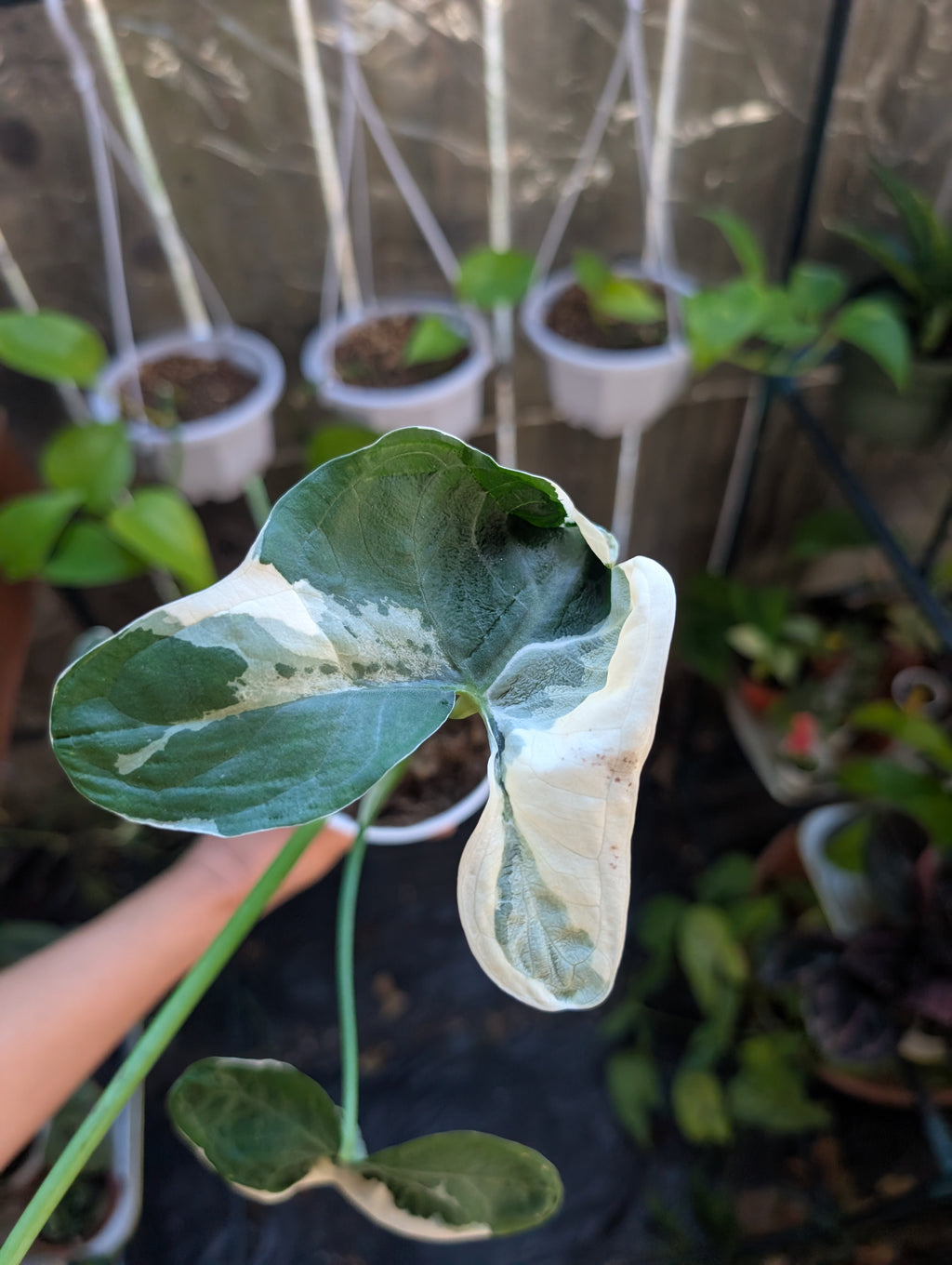 Alocasia Mickey Mouse