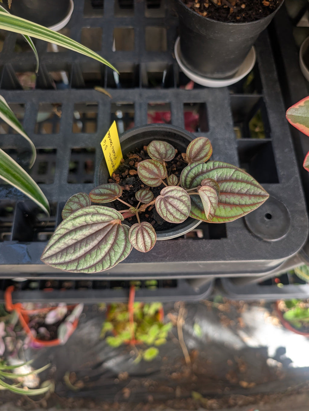 Peperomia piccolo banda