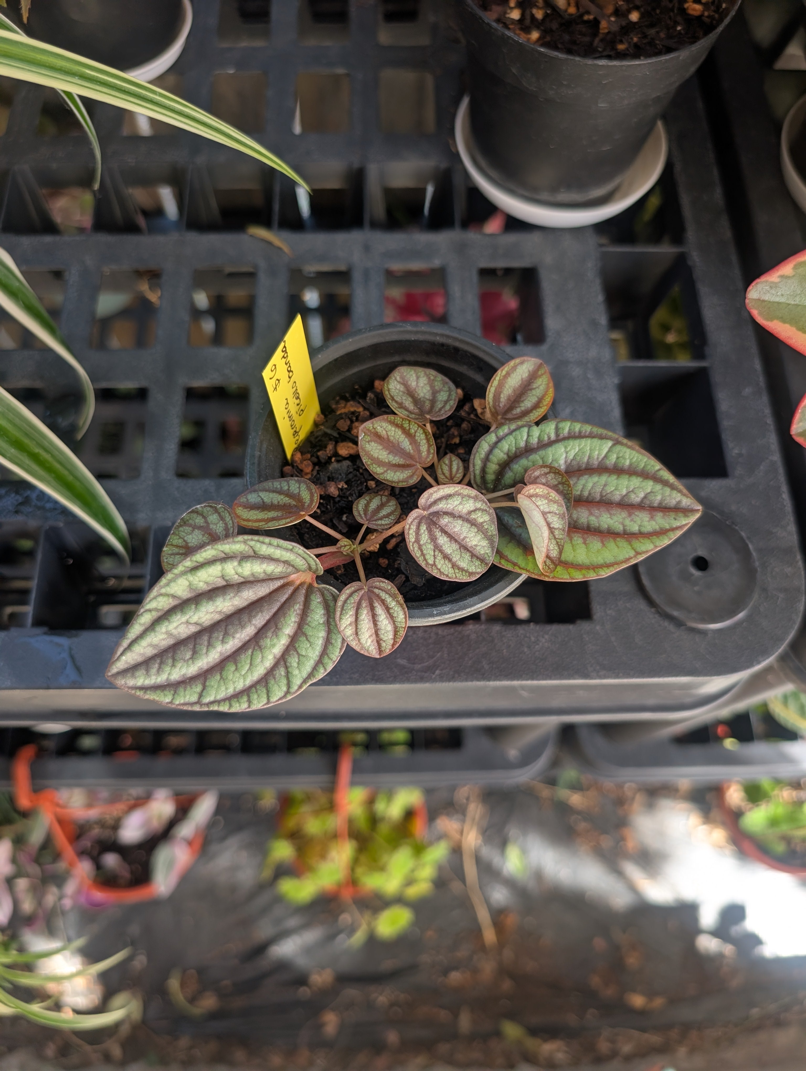 Peperomia piccolo banda