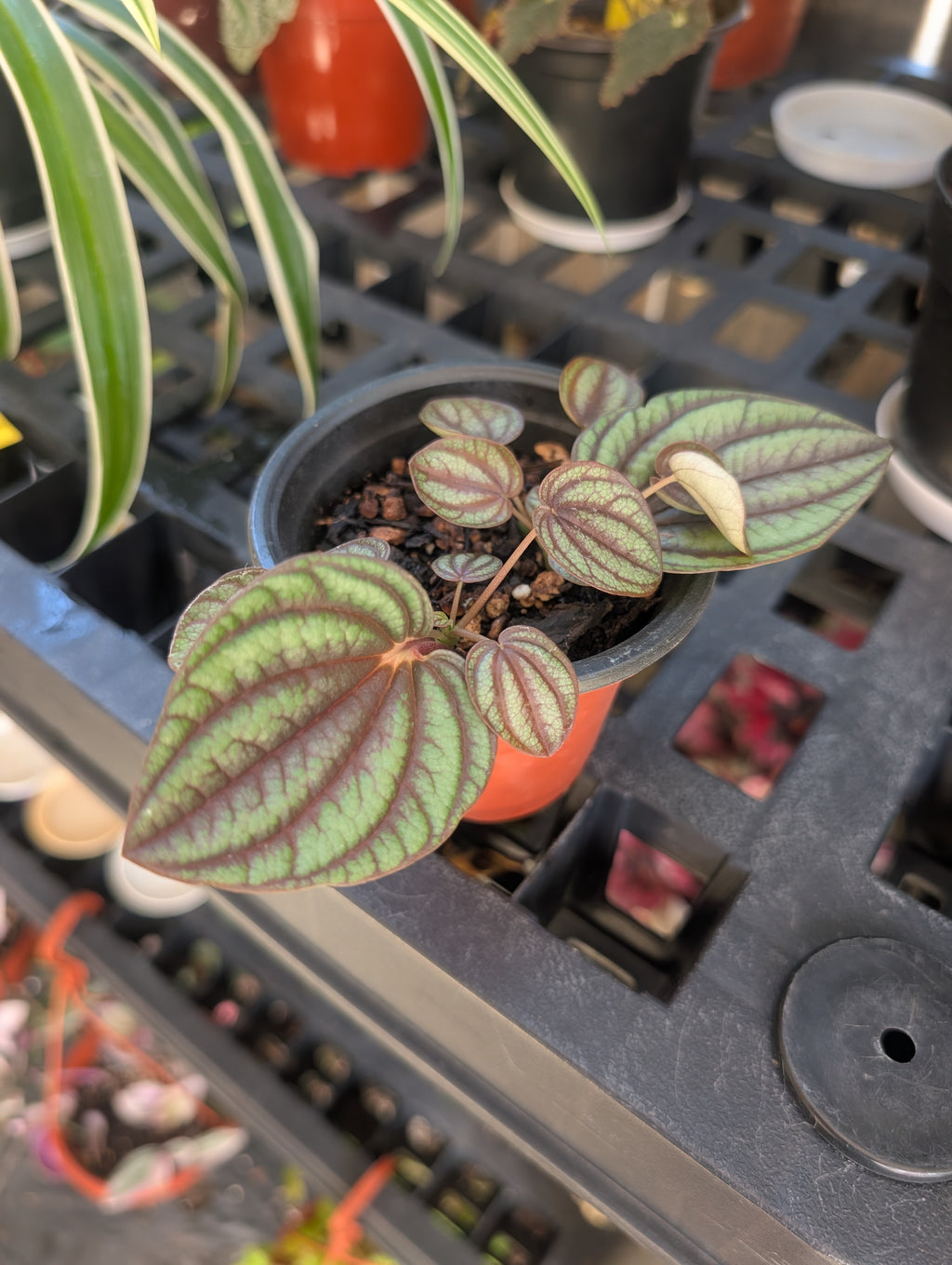 Peperomia piccolo banda