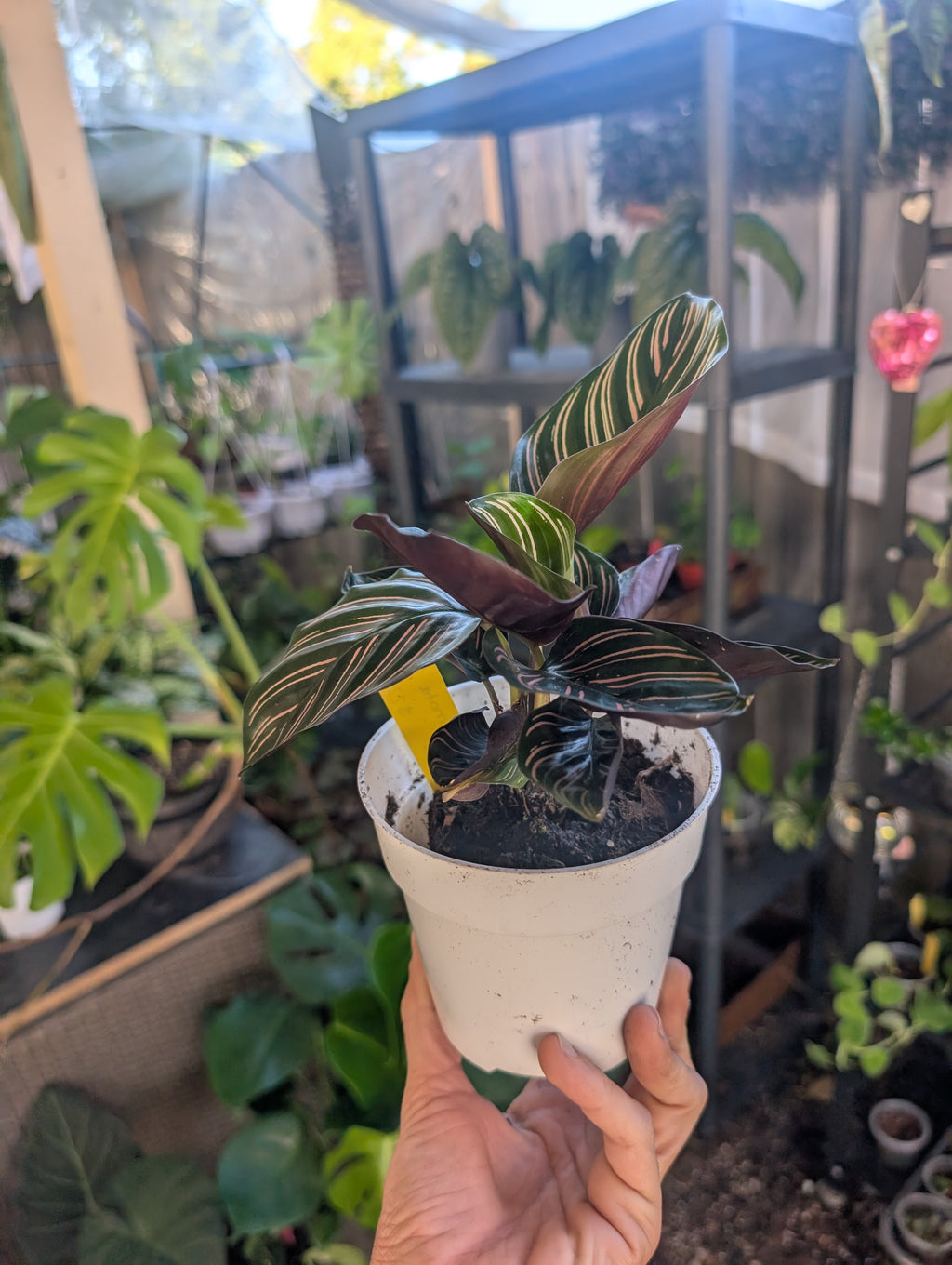 Calathea ornata