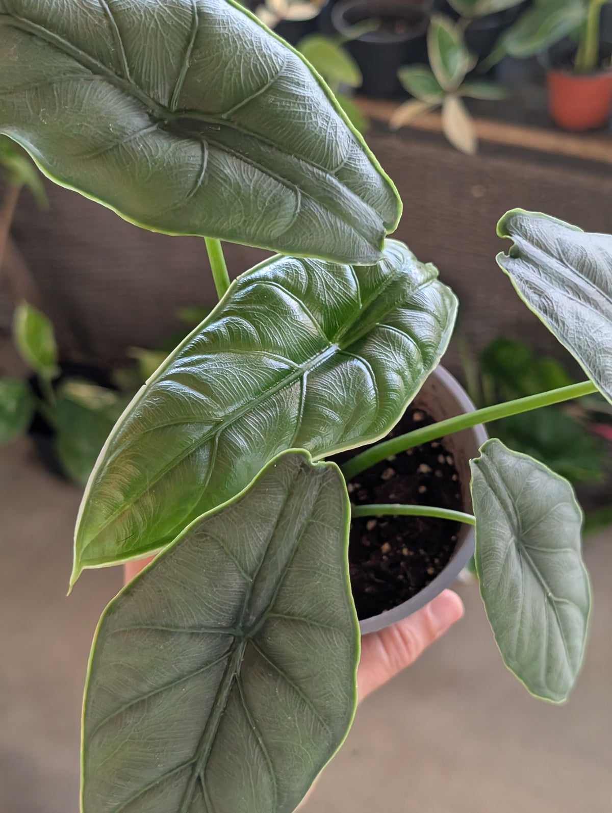 Alocasia puncakborneensis