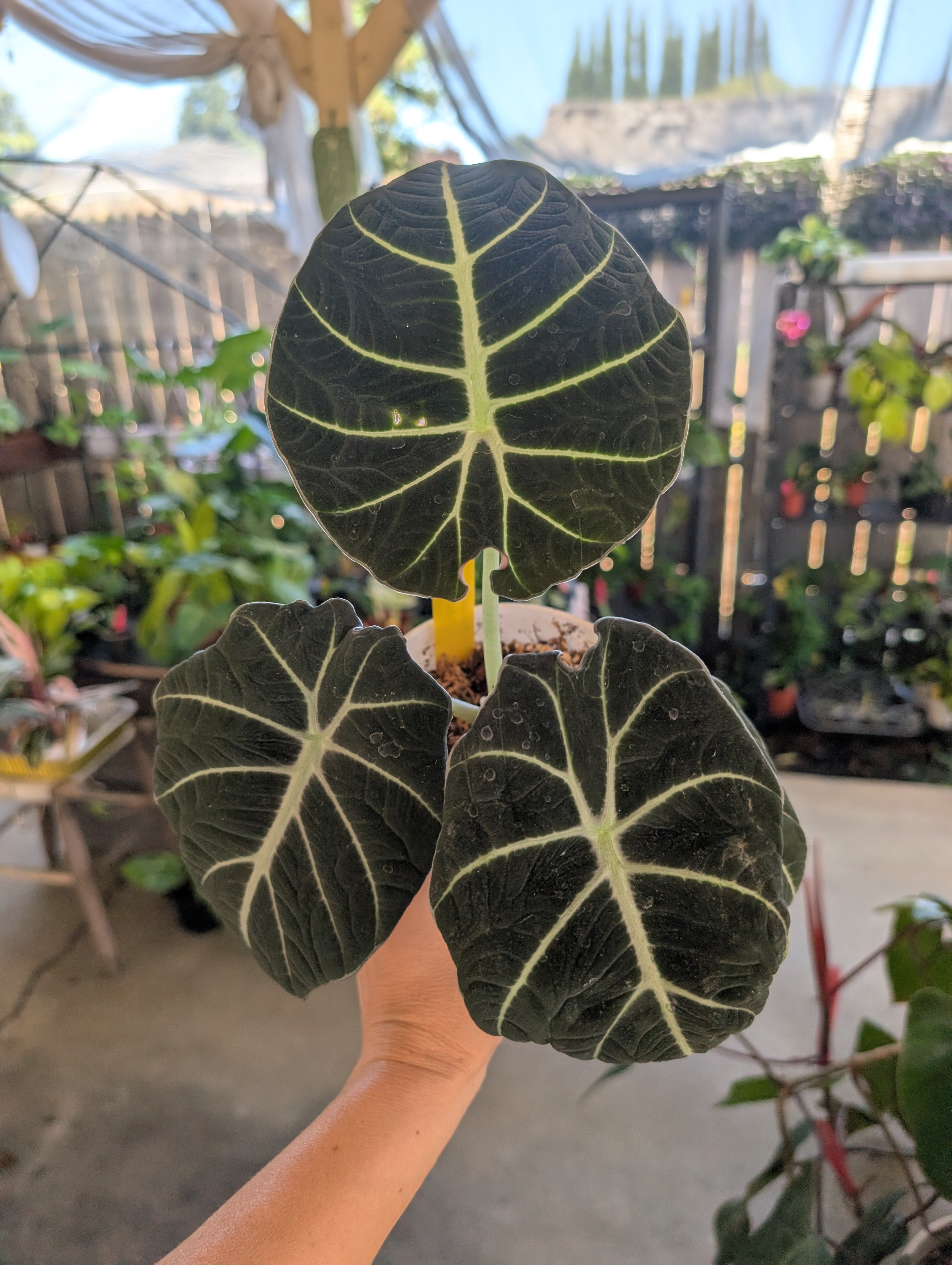 Alocasia reginula 'black velvet'