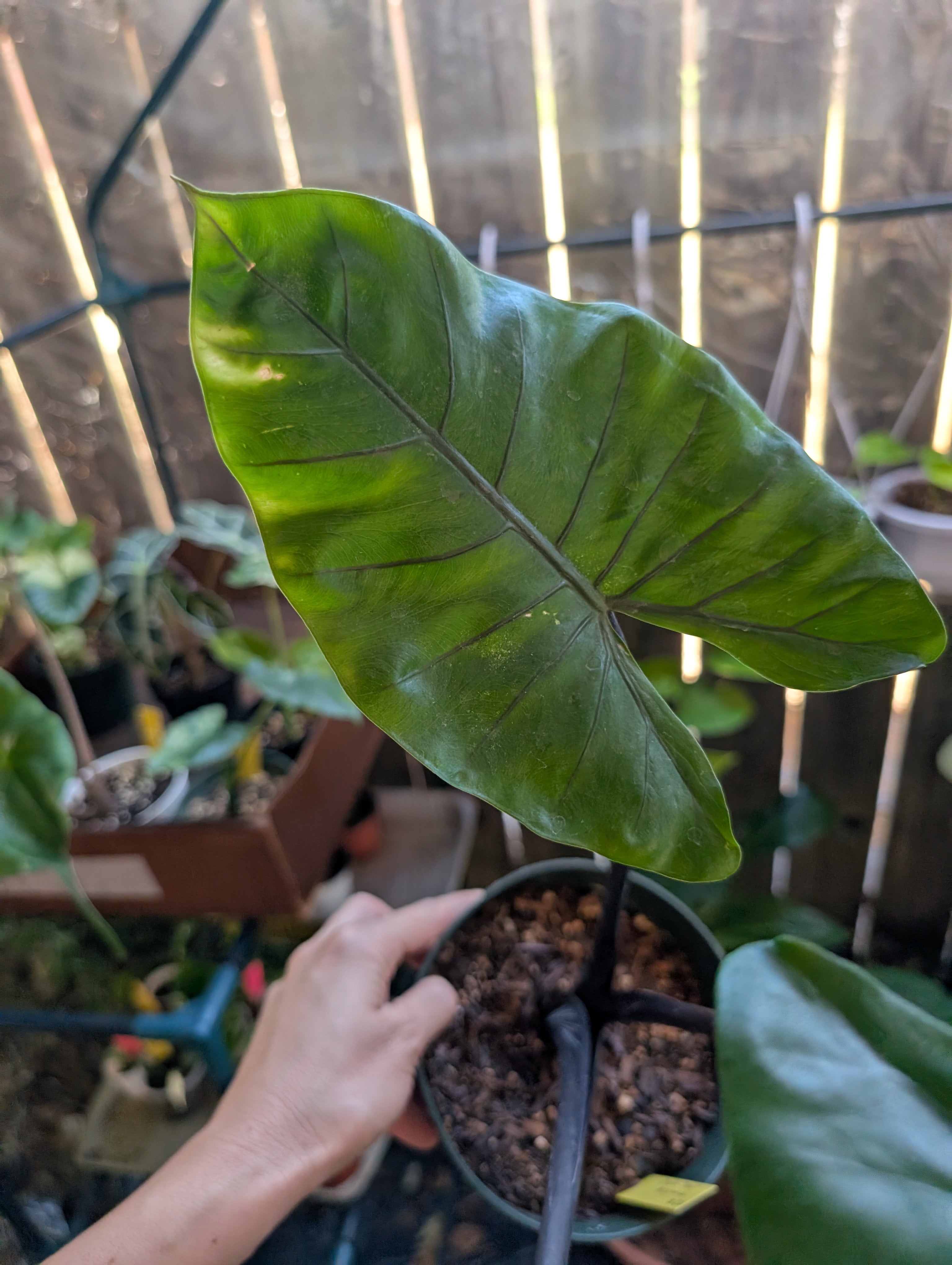 Alocasia 'dark star'