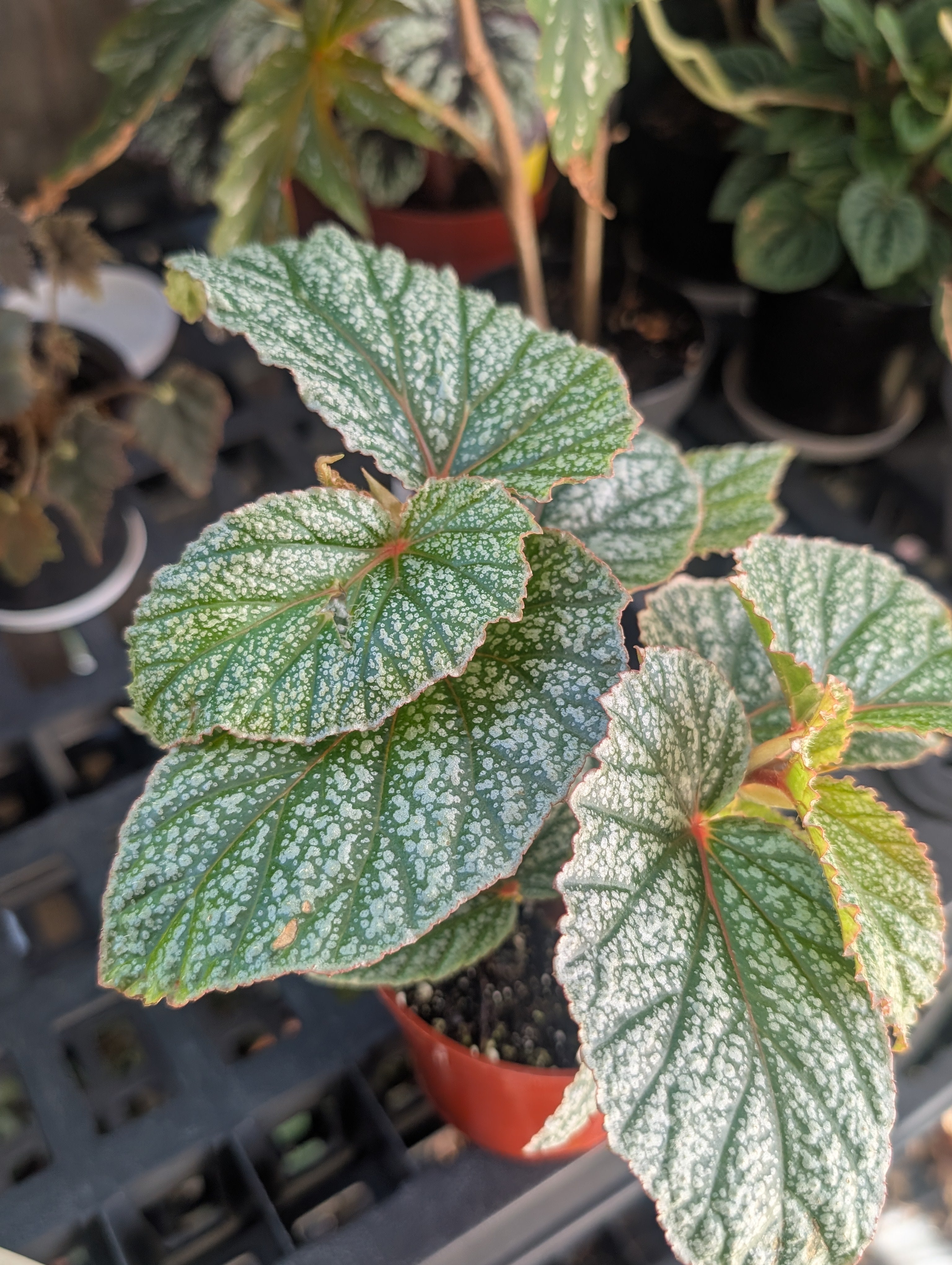 Begonia 'Don Miller'