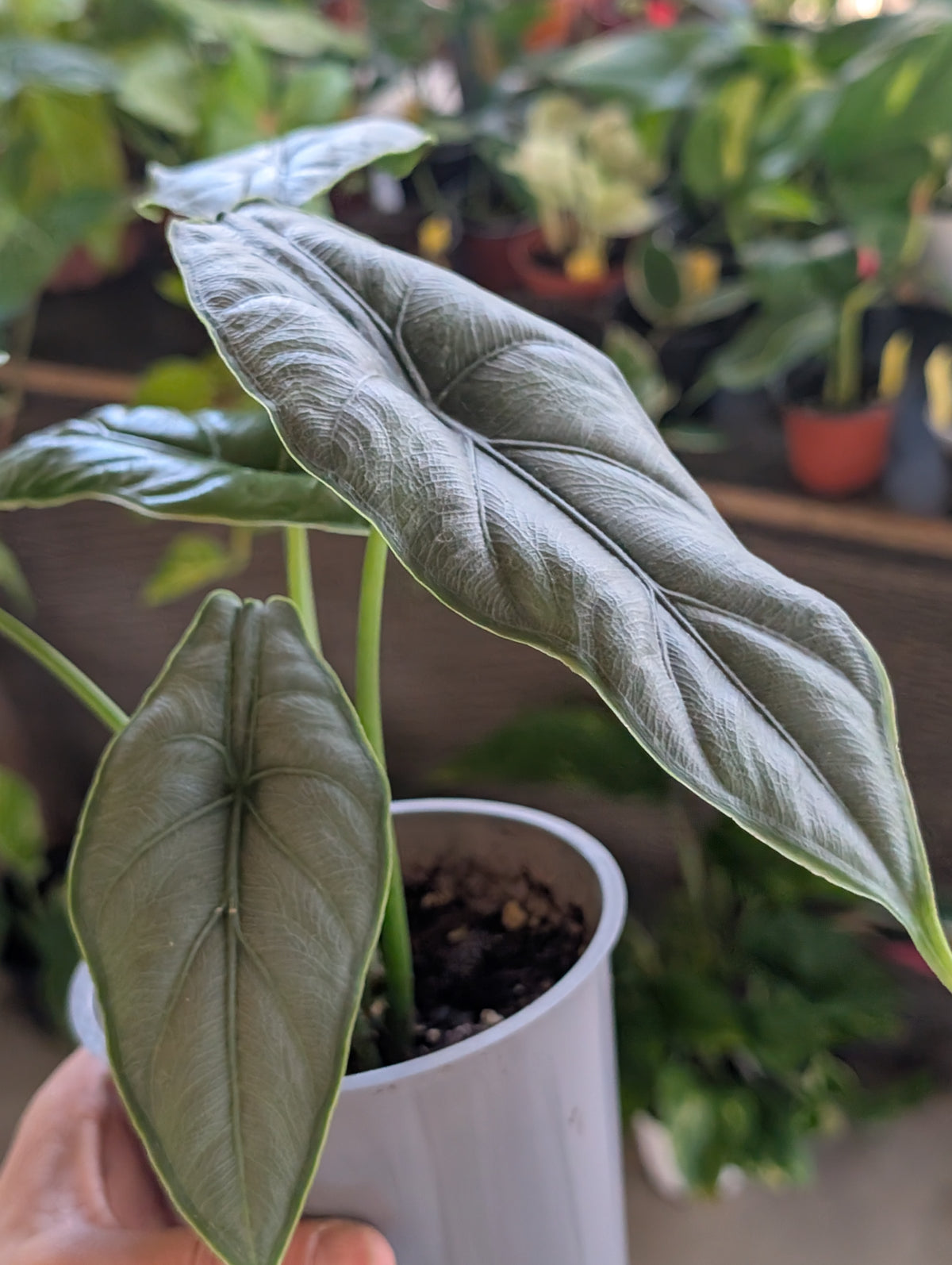 Alocasia puncakborneensis